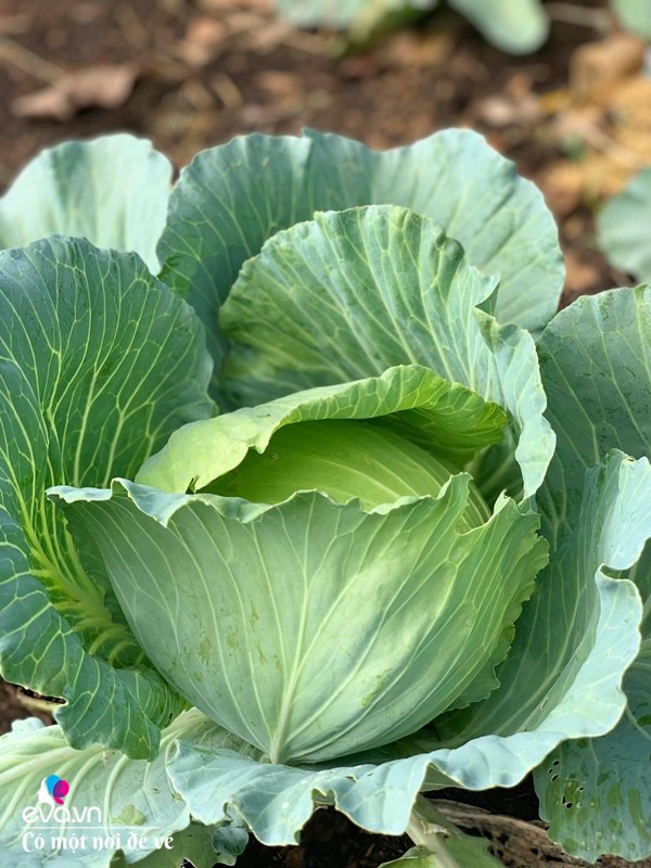 Bỏ phố lấy chồng Đắk Lắk, nàng dâu choáng khi chồng dẫn ra kho lương thực 700m2 của gia đình-14