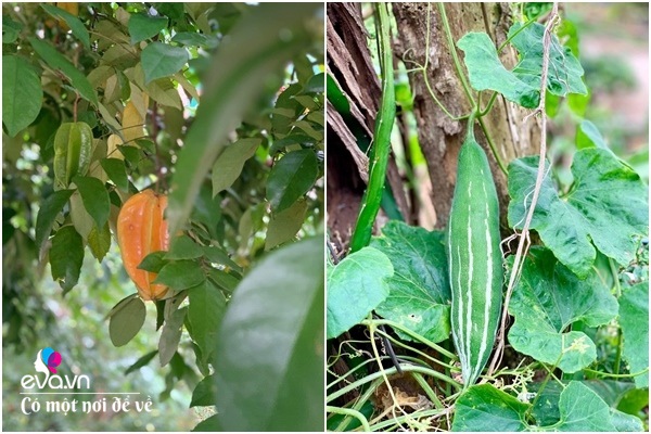 Bỏ phố lấy chồng Đắk Lắk, nàng dâu choáng khi chồng dẫn ra kho lương thực 700m2 của gia đình-15