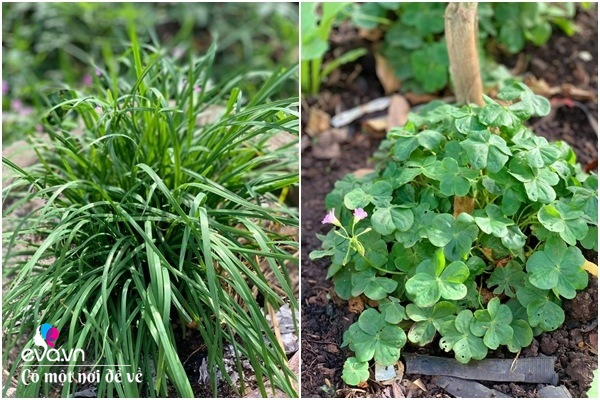 Bỏ phố lấy chồng Đắk Lắk, nàng dâu choáng khi chồng dẫn ra kho lương thực 700m2 của gia đình-19