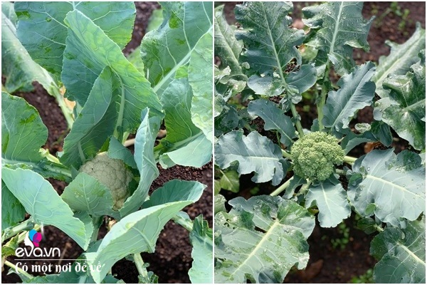 Bỏ phố lấy chồng Đắk Lắk, nàng dâu choáng khi chồng dẫn ra kho lương thực 700m2 của gia đình-22