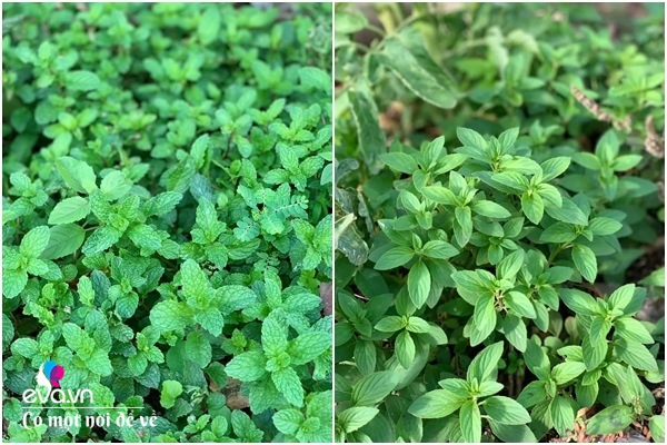 Bỏ phố lấy chồng Đắk Lắk, nàng dâu choáng khi chồng dẫn ra kho lương thực 700m2 của gia đình-24