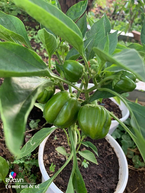 Bỏ phố lấy chồng Đắk Lắk, nàng dâu choáng khi chồng dẫn ra kho lương thực 700m2 của gia đình-25