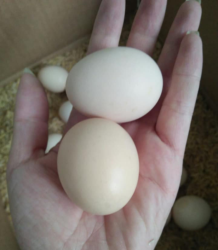 Trứng gà ác đắt gấp đôi trứng thường: Tiểu thương chỉ cách chọn hàng chuẩn-2