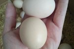 Trứng gà đen như hòn than ăn 1 quả thọ thêm 7 năm, giá gần 200.000 đồng/quả-5