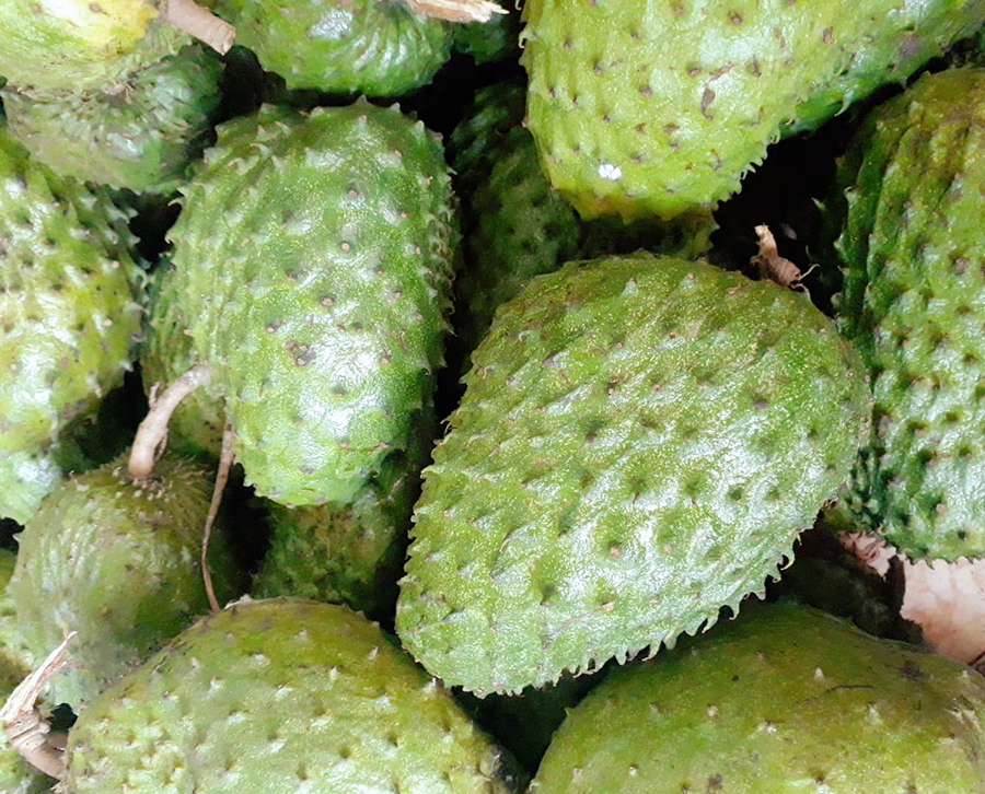 Đặc sản lạ Sóc Trăng: Loại trà không làm từ cây chè, giá 1 triệu/kg-1