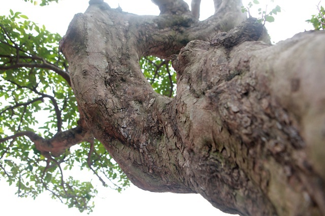 Sửng sốt với cây khế cổ dáng long đẹp nhất Việt Nam có giá 5 tỷ đồng-10