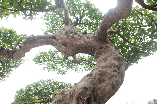 Sửng sốt với cây khế cổ dáng long đẹp nhất Việt Nam có giá 5 tỷ đồng-11