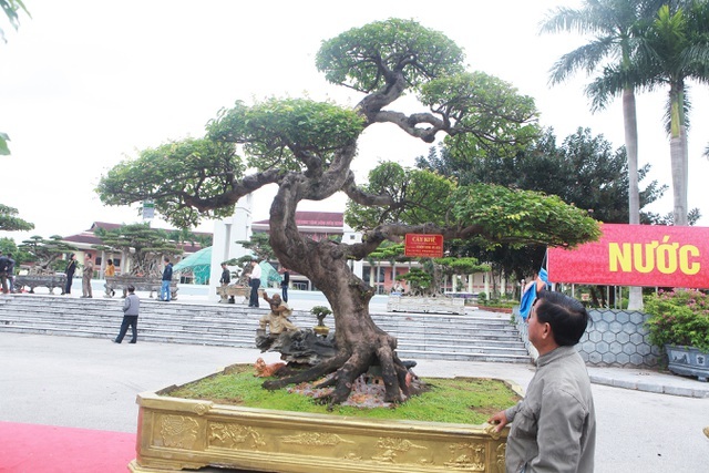 Sửng sốt với cây khế cổ dáng long đẹp nhất Việt Nam có giá 5 tỷ đồng-12