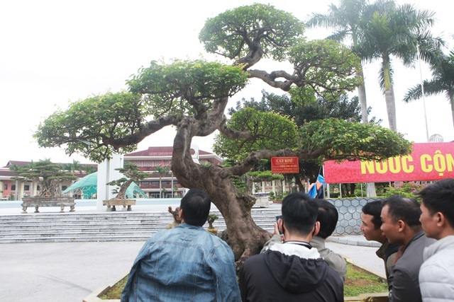 Sửng sốt với cây khế cổ dáng long đẹp nhất Việt Nam có giá 5 tỷ đồng-3