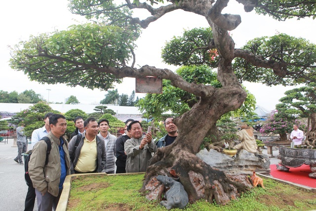 Sửng sốt với cây khế cổ dáng long đẹp nhất Việt Nam có giá 5 tỷ đồng-4