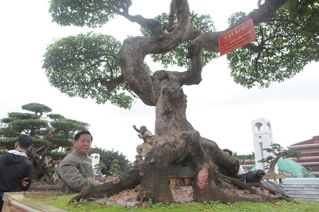Sửng sốt với cây khế cổ dáng long đẹp nhất Việt Nam có giá 5 tỷ đồng-6