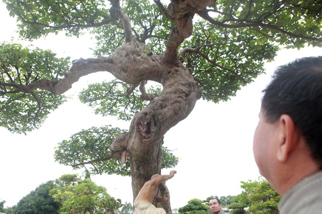 Sửng sốt với cây khế cổ dáng long đẹp nhất Việt Nam có giá 5 tỷ đồng-9