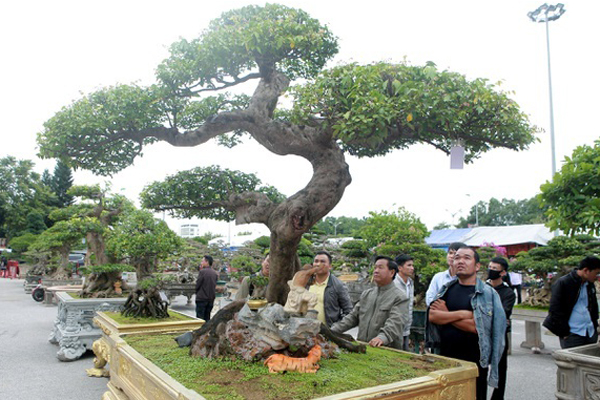 Chiêm ngưỡng cụ khế độc nhất Việt Nam giá nửa tỷ đồng-10