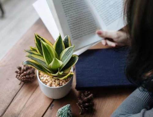 Dân văn phòng nhất định phải có những loại cây này, biết lý do tôi đã mua ngay-2