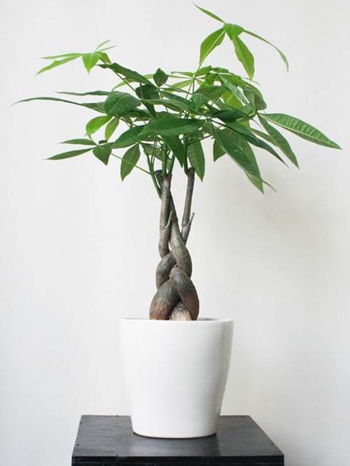 Dân văn phòng nhất định phải có những loại cây này, biết lý do tôi đã mua ngay-3