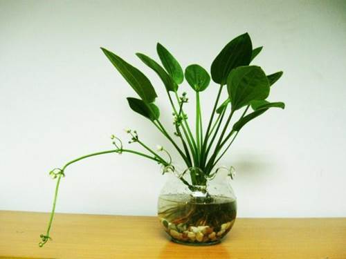 Dân văn phòng nhất định phải có những loại cây này, biết lý do tôi đã mua ngay-4