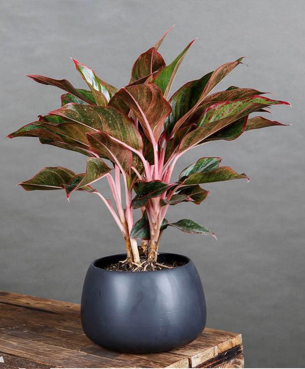 Dân văn phòng nhất định phải có những loại cây này, biết lý do tôi đã mua ngay-7