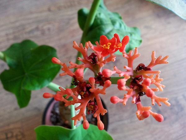 Dân văn phòng nhất định phải có những loại cây này, biết lý do tôi đã mua ngay-10