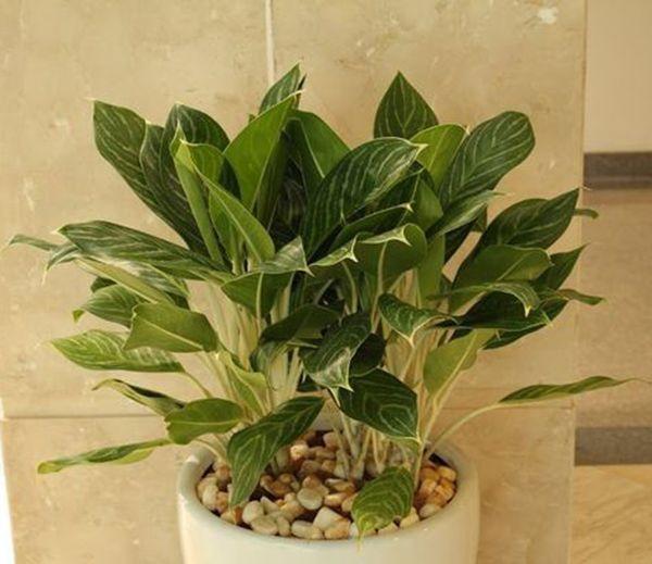 Dân văn phòng nhất định phải có những loại cây này, biết lý do tôi đã mua ngay-13