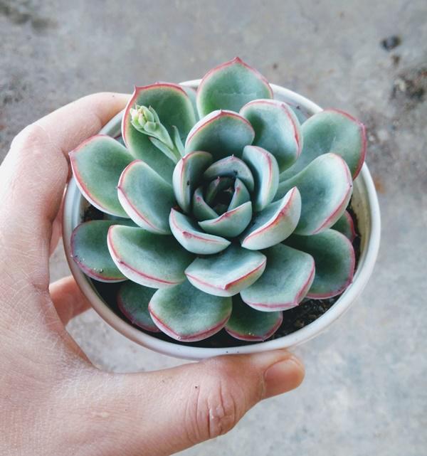 Dân văn phòng nhất định phải có những loại cây này, biết lý do tôi đã mua ngay-15