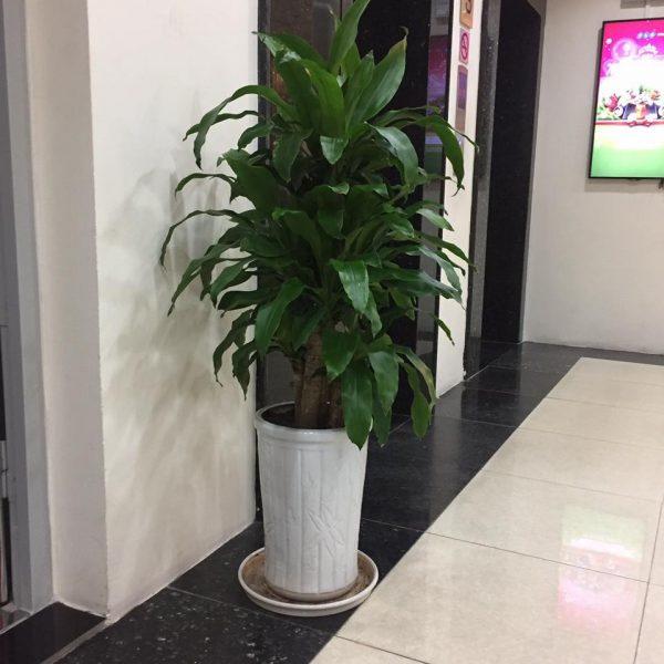 Dân văn phòng nhất định phải có những loại cây này, biết lý do tôi đã mua ngay-16