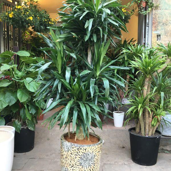 Dân văn phòng nhất định phải có những loại cây này, biết lý do tôi đã mua ngay-17