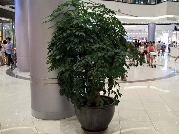 Dân văn phòng nhất định phải có những loại cây này, biết lý do tôi đã mua ngay-18