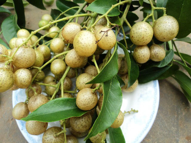 Tứ đỉnh gia vị đặc sản Tây Bắc thơm nức nở, nhiều loại có tiền triệu chưa chắc mua được-5