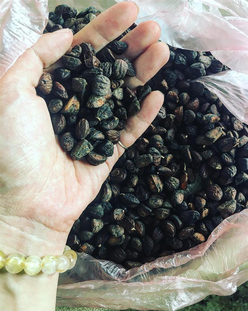 Tứ đỉnh gia vị đặc sản Tây Bắc thơm nức nở, nhiều loại có tiền triệu chưa chắc mua được-6