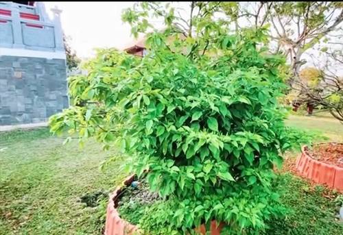 NSƯT Hoài Linh cả năm không đi diễn chỉ ở nhà thờ tổ, giờ nhìn thành quả mới bất ngờ-4