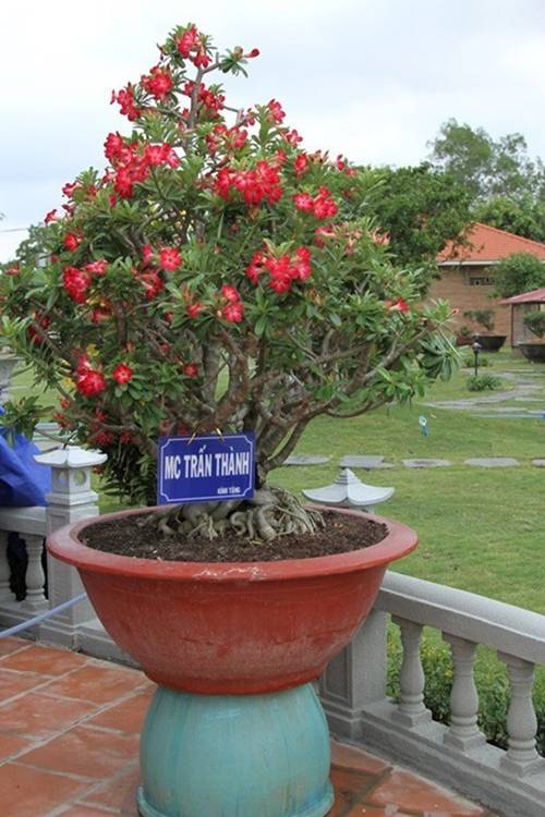 NSƯT Hoài Linh cả năm không đi diễn chỉ ở nhà thờ tổ, giờ nhìn thành quả mới bất ngờ-2