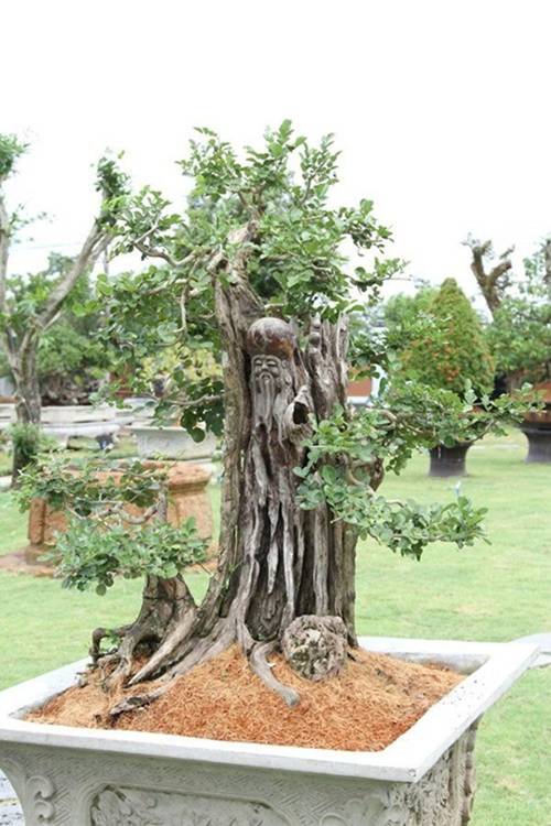 NSƯT Hoài Linh cả năm không đi diễn chỉ ở nhà thờ tổ, giờ nhìn thành quả mới bất ngờ-3