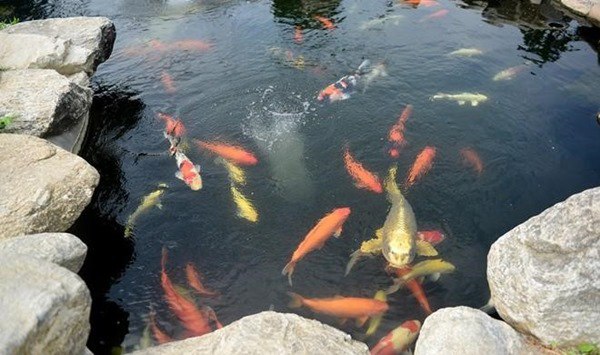 NSƯT Hoài Linh cả năm không đi diễn chỉ ở nhà thờ tổ, giờ nhìn thành quả mới bất ngờ-13