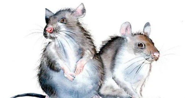 Tử vi 60 ngày tới: 3 con giáp được sao Hoàng Vương chiếu mệnh, cuộc sống vô cùng sung túc viên mãn-2