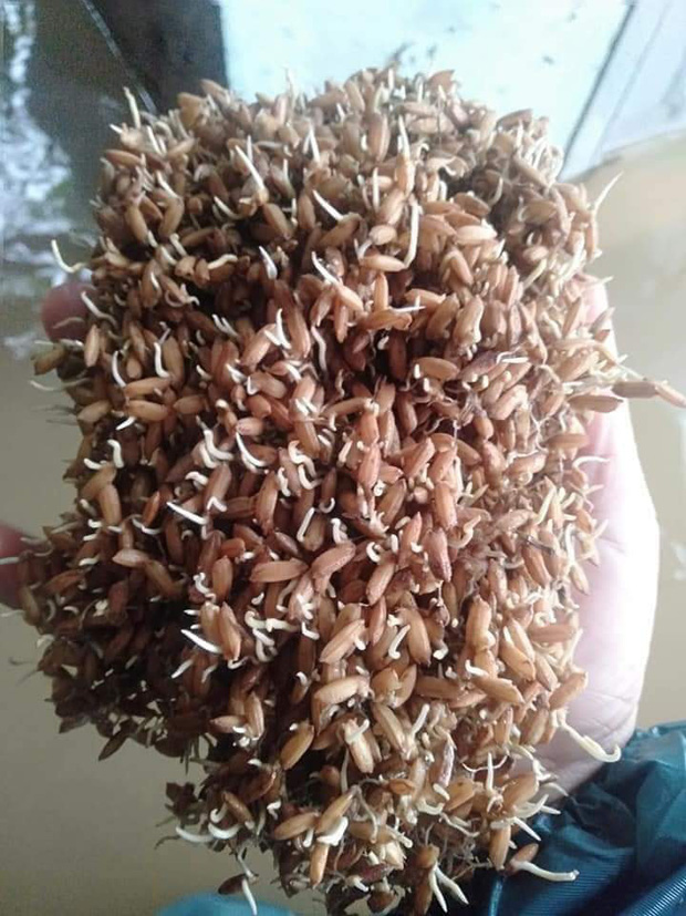 Khung cảnh nhà cửa tan hoang sau trận đại hồng thuỷ ở Quảng Bình: Tài sản bị ngâm nước nhầy nhụa bùn đất, thóc mọc mầm, vật nuôi chết hàng loạt-13