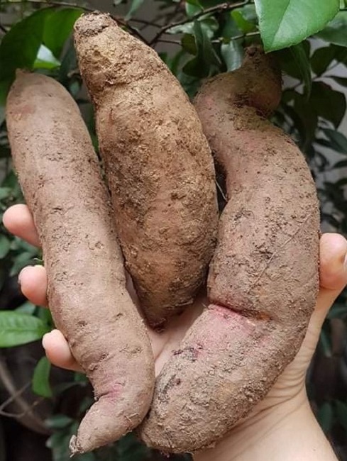 Khoai lang mật giá rẻ ngập chợ, dân buôn chỉ mánh” tránh mua phải hàng Tàu-4