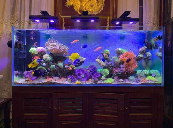 Chồng ghét cá lại mua cả bể về chơi vì lỡ phải lòng một thành viên hội cá, đến hôm đi off cô gái ấy nói một câu cảnh tỉnh các ông chồng-1