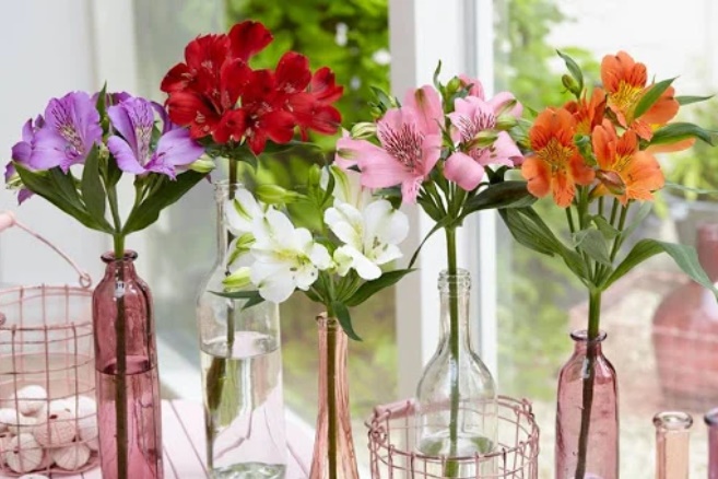 Đặt 5 loại cây này trong nhà vào 3 tháng cuối năm, vận may cứ đổ về ầm ầm-4