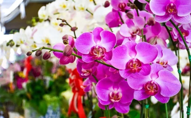 Đặt 5 loại cây này trong nhà vào 3 tháng cuối năm, vận may cứ đổ về ầm ầm-2