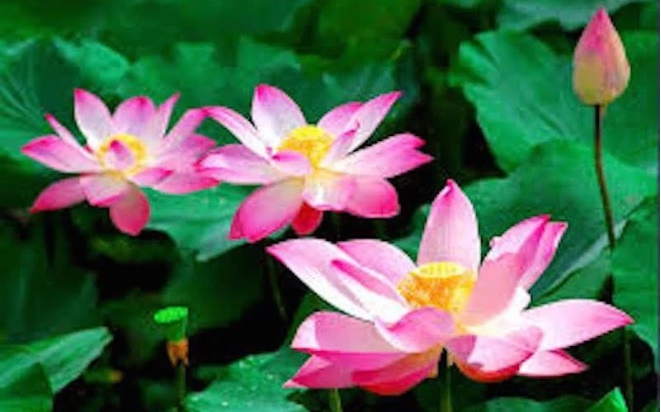 Đặt 5 loại cây này trong nhà vào 3 tháng cuối năm, vận may cứ đổ về ầm ầm-1