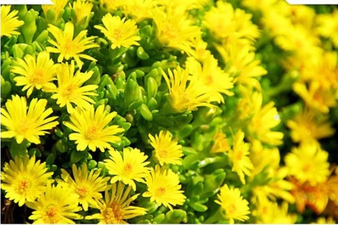 Đặt 5 loại cây này trong nhà vào 3 tháng cuối năm, vận may cứ đổ về ầm ầm-5