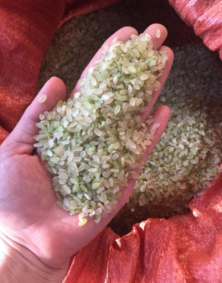 Loại gạo ngậm sương, không dám phơi nắng: Đặc sản Yên Bái, giá đắt gấp 3-2