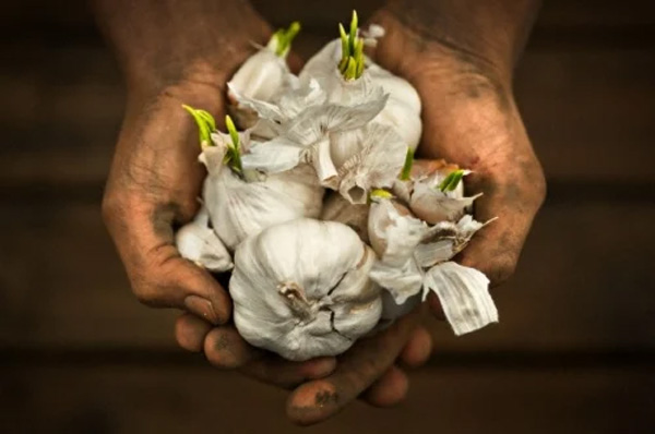 Đi chợ, né ngay 4 loại tỏi này nếu không muốn rước bệnh cho cả nhà-1