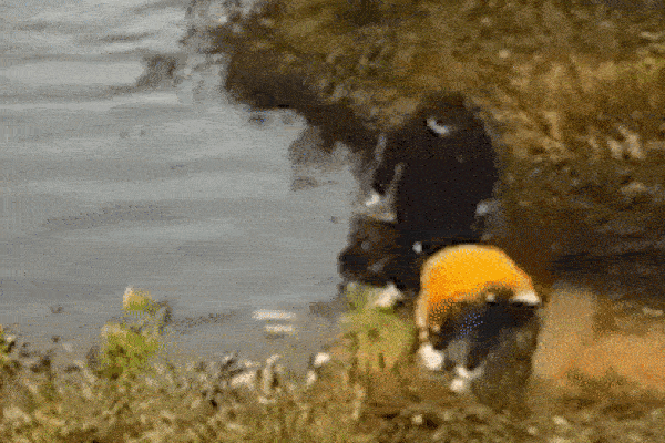 Bất ngờ ngã xuống hồ khi đang cột dây giày, người phụ nữ níu theo bạn thân khiến cả 2 chết thảm, chân tướng đằng sau khiến ai cũng hoảng sợ-4