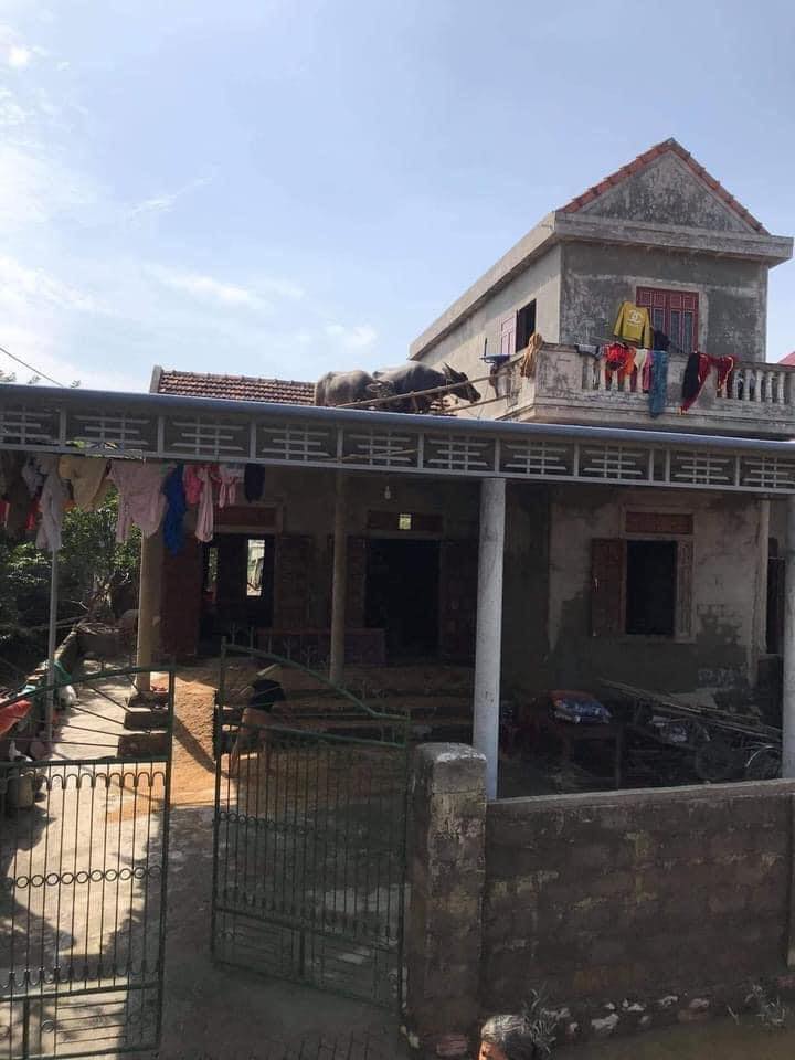 Bài toán khó nhất hôm nay đã được giải: Thuê xe tải về tận nhà tẩu từng con trâu tiếp đất an toàn-1