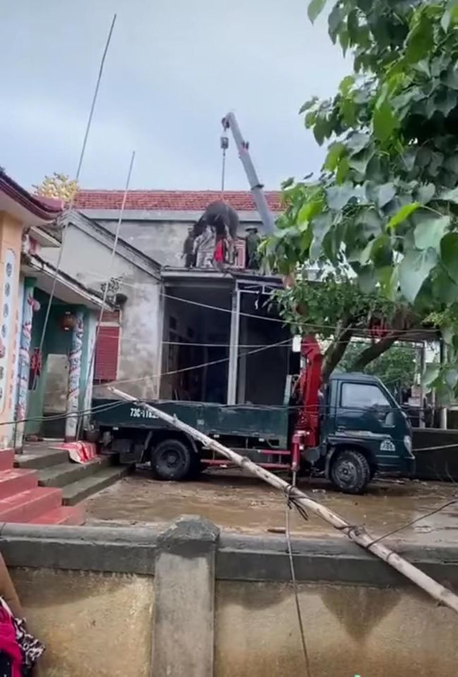 Bài toán khó nhất hôm nay đã được giải: Thuê xe tải về tận nhà tẩu từng con trâu tiếp đất an toàn-2