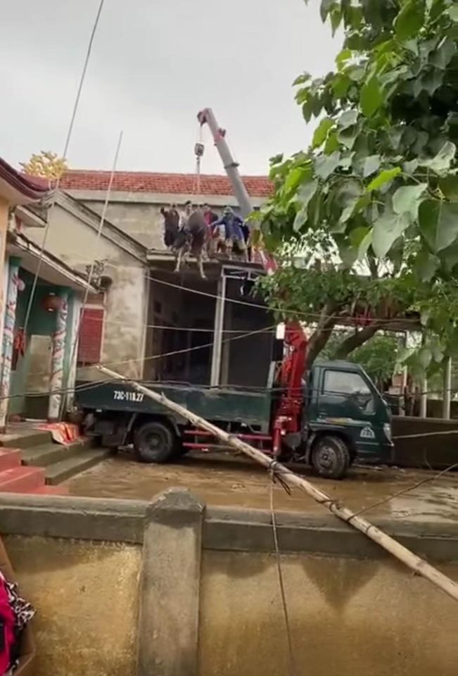 Bài toán khó nhất hôm nay đã được giải: Thuê xe tải về tận nhà tẩu từng con trâu tiếp đất an toàn-3