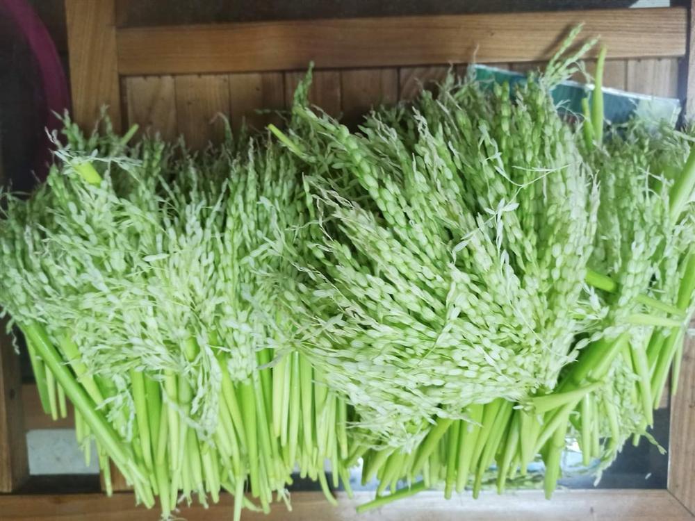 Đòng đòng lúa nếp đắt giá, hàng lạ hút quý ông làm quà hưởng Tết-2