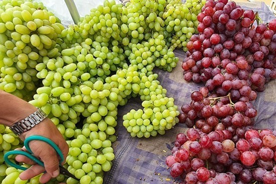 5 loại nho siêu rẻ, siêu ngọt đang 'làm mưa làm gió' trên thị trường: Bật mí nguồn gốc
