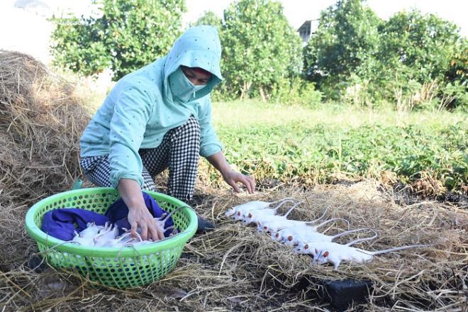 Làng bắt chuột đồng ở Hải Dương ngày chính vụ làm đến đâu hết đến đấy-10